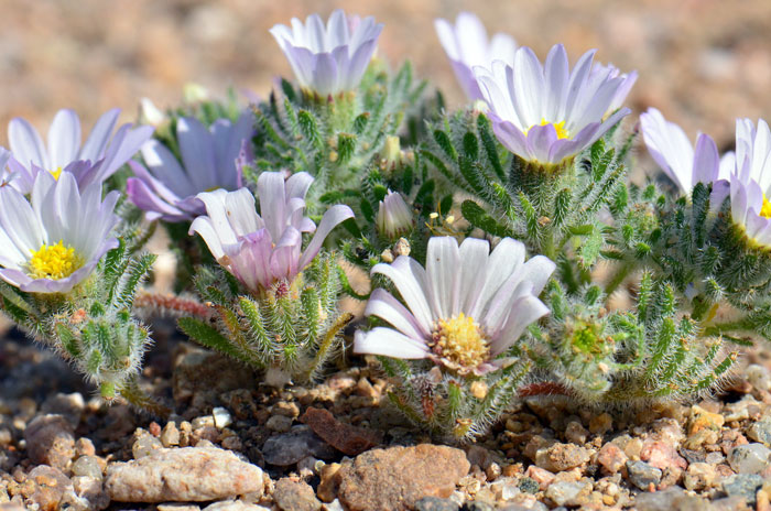 Daisy Desertstar or Mojave Desertstar is a dwarf or small winter annual that grows to 1 to 2 inches (2.5-5 cm) or so. Monoptilon bellidiforme